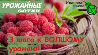 СДЕЛАЙТЕ ЭТО и МАЛИНА с ЗЕМЛЯНИКОЙ ЗАВАЛЯТ ВАС УРОЖАЕМ. А БЕЗ ЭТОГО - НИКОГДА! Всего лишь 3 шага!