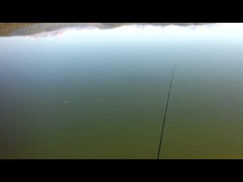 სქელშუბლები შაორზე HD \"Asian carp\" by Gia Murusidze.