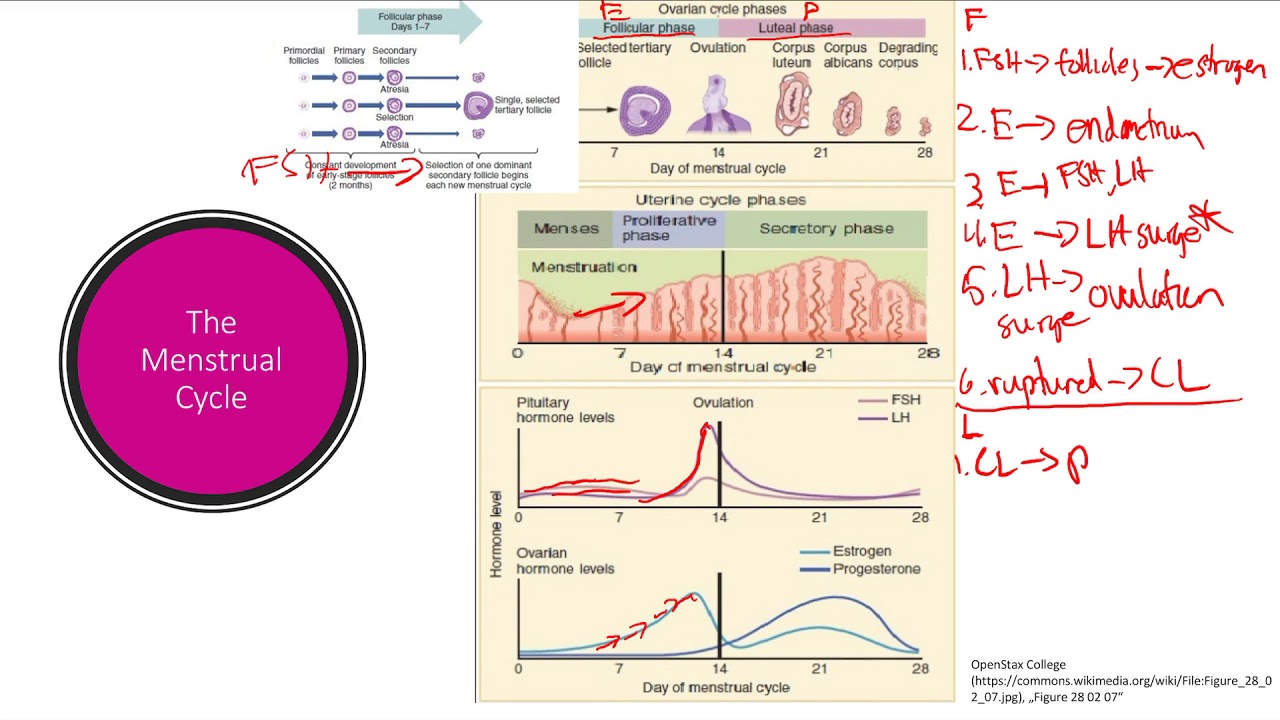 Menstrual Cycle Reproductive System Step 1 Simplified Youtube