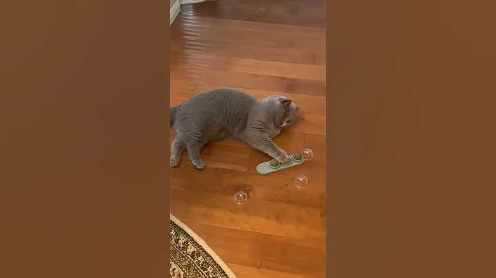 Video 2755911: tom british shorthair cat, british shorthair silver cat, cat british shorthair playing, british shorthair cute cat, shorthair cat britishshorthair