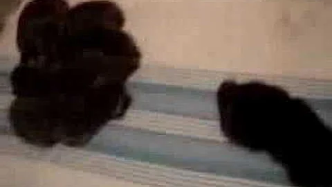 Watch the video about Kittens Day 11