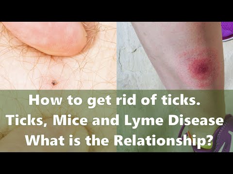 How to get rid of ticks. Ticks, Mice and Lyme Disease - What is the Relationship?