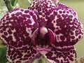 Завоз орхидей к 8 марта в Бауцентр Шикарные цимбидиумы, каскады...