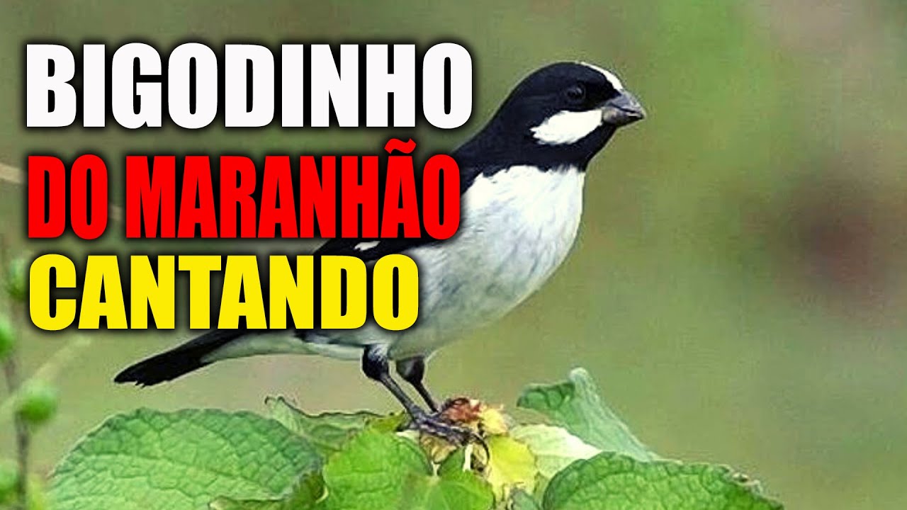 Maranhão Canto, Maranhão Puro!