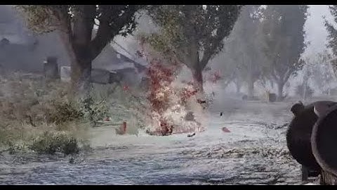 What the dog doin - STALKER