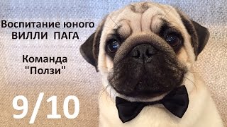 Воспитание юного Вилли Пага N9/10 - "ползи" ( дрессировка мопса ) Воспитание юного Вилли Пага N9/10 - "ползи" ( дрессировка мопса )