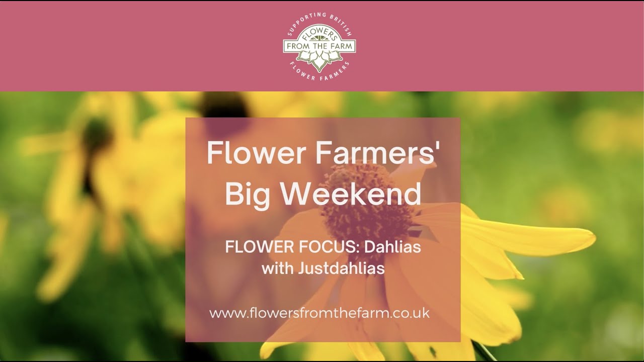 Dahlia for Cutting with Philippa Stewart of Justdahlias | Flower Farmers' Big Weekend 2020