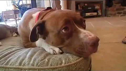 Florida dog saves cat from coyote (from October 2013)