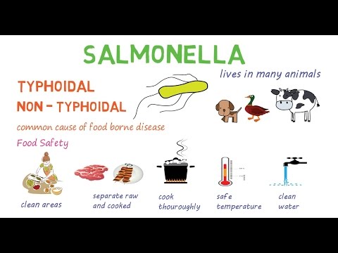 Salmonella - a quick introduction and overview