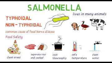 Onde se encontra a bactéria Salmonella?