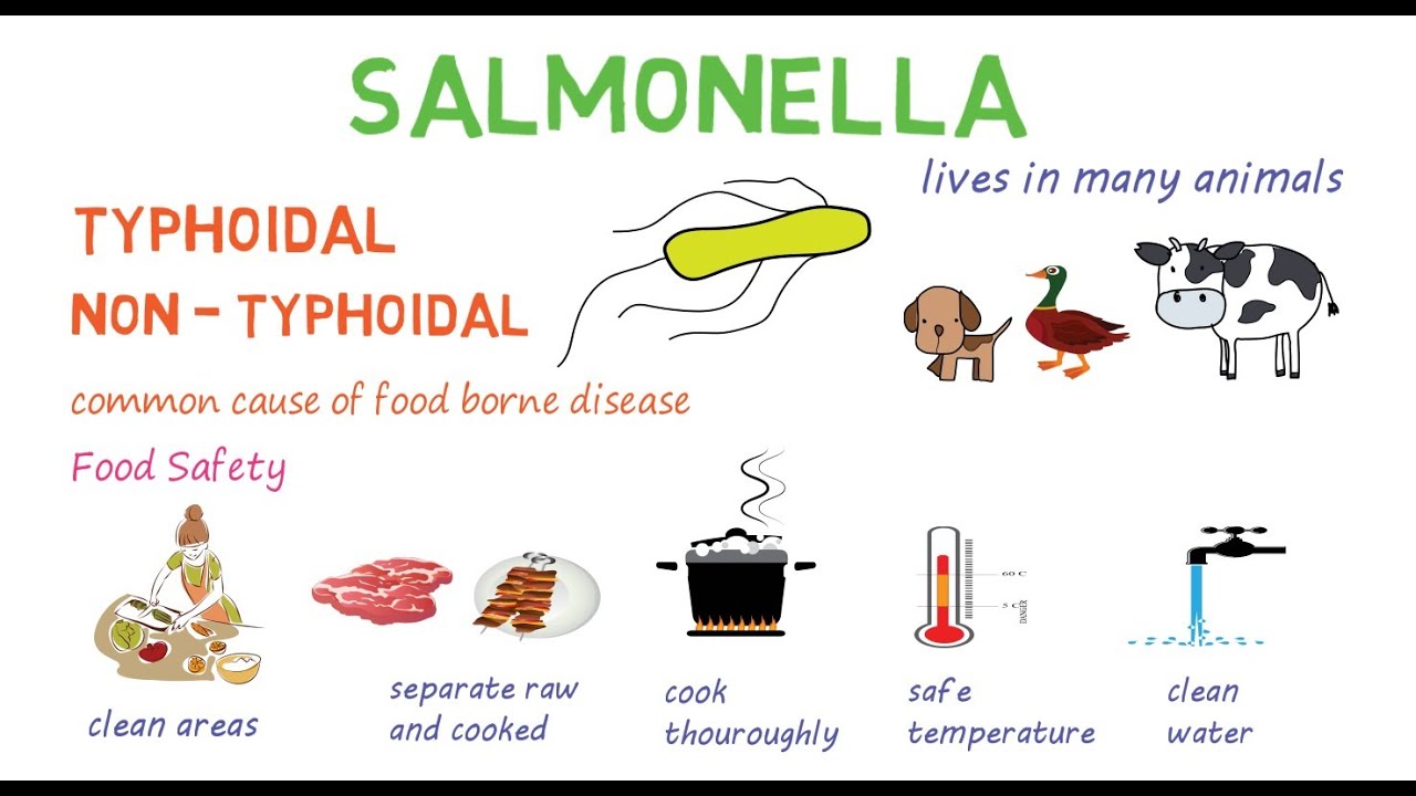 Salmonella - A Quick Introduction And Overview