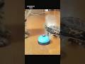 猫をナンパする軍曹