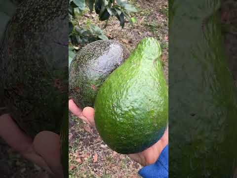 Two of my favorite Florida avocados