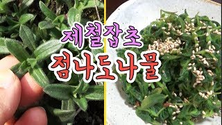 제철 잡초 점나도나물무침 및 점나도나물의 효능과 주의사항 [ 건강밥상 ]