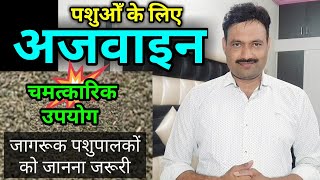 पशुओं में अजवाइन के फायदे  ajwain seeds benefits in animals ajowan Trachyspermum carom seeds