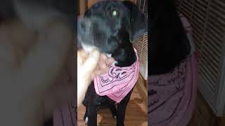 Tonya 4 month old Puppy Black Lab mix Rescue Dog Pup To Adopt by CLAY COUNTY DOG RESCUE CELINA TENNESSEE 48 views 5 years ago 1 minute, 47 seconds