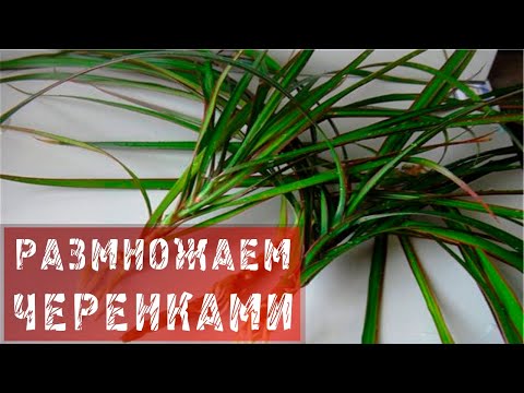 Видео: Размножаване на растения Шефлера - Как мога да вкореня резници от Шефлера