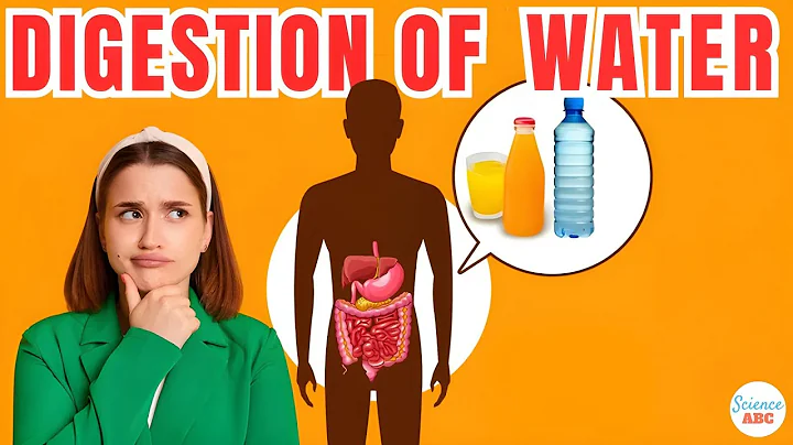 How Are Water And Other Fluids Digested In The Human Body? - DayDayNews