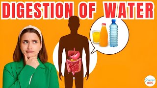 How Are Water And Other Fluids Digested In The Human Body? screenshot 4
