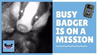 CAMERA TRAP | Badger sett in London! 🦡🦡🦡