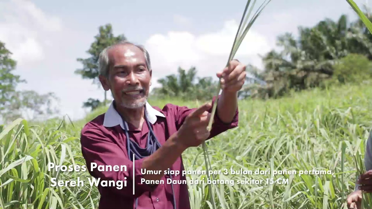 Budidaya Sereh Wangi Dan Penyulingan Minyak Atsiri