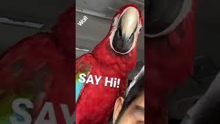 BIRD SAYS Hi! GREENWINGED MACAW PARROT (MURILLO BROS)