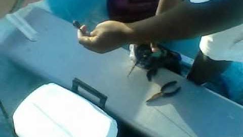 catfishing @ tempe lake