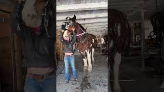 She’s always so eager #itsamandalee #onlyfans #whaletail #clydesdale #viral
