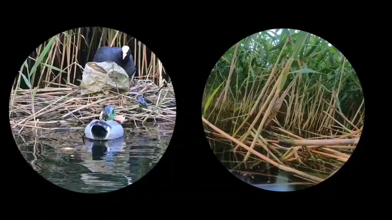 A simulated duck's perspective: urban aquatic animals coots, interactive.
