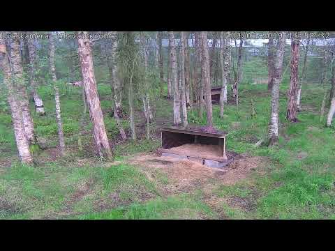 Ilveskamera - lynx live stream | karhutv.fi