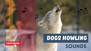 Dog Howling Sounds Compilation (Make Your Dog Howl And See How They REACT)