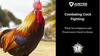 Investigating and Prosecuting Cock Fighting