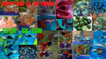 Guppy || Báo giá cá bảy màu giá rẻ dành cho người mới - cá lai tạo đã thuần - Tài Cây Cá Cảnh #35