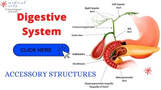 Accessory Structures And Organs Of The Digestive System. Liver, Pancreas Gallbladder Salivary Glands