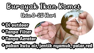 burayak ikan komet usia 0-25 hari