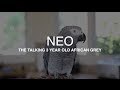 "Neo" the African Grey talking up a storm - Best parrot talking video ever