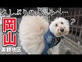 大型犬と車中泊【岡山】みやま公園・倉敷美観地区を散策！久しぶりの人混みでお疲れのおでんちゃん・・・