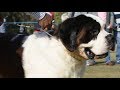 Saint Bernard Dog Show at New Delhi India