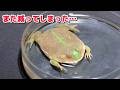 【苦節】ちっさいバジェットガエルがまた減ってしまった・・・