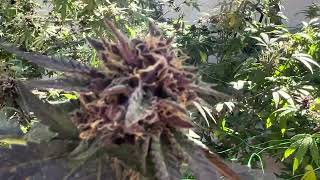 @TheGoodHerbPodcast USOPENSOURCEGENETICS Mamba Durban f1x Green mamba, LCG X Purple🤜🏽.