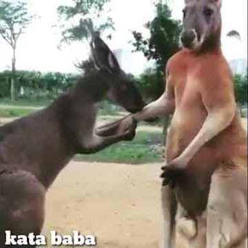 Hewan bahasa madura