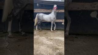 Safkan Arap Atı - Atlar