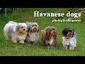 Havanese dogs playing in the garden の動画、YouTube動画。