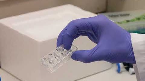FY 277 Investigation of Protein Recruitment to DNA Lesions Using 405 Nm Laser Micro irradiation  Pro