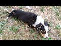 A stray puppy with many ticks needs help
