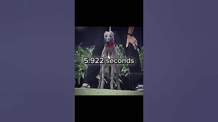 Usain Bolt HUMBLED by some dog ☠️ #fast #running #sports #edit thumbnail