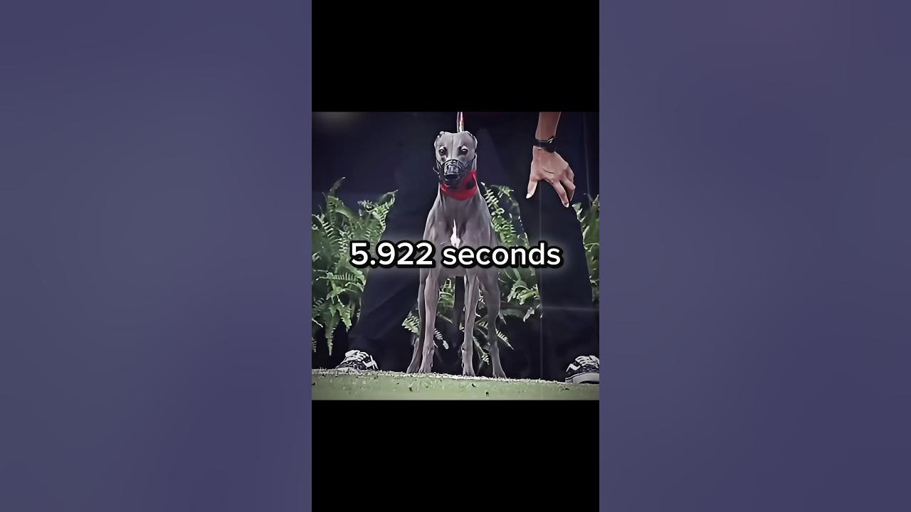 Usain Bolt HUMBLED by some dog ☠️ #fast #running #sports #edit Usain Bolt HUMBLED by some dog ☠️ #fast #running #sports #edit