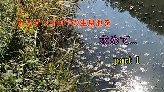 【昆虫探索】ナミゲンゴロウの生息池を０から探してみた！＃１