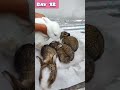 Baby rabbit growing up day by day