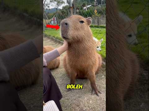 😱 Jangan Sentuh Kapibara Di Air